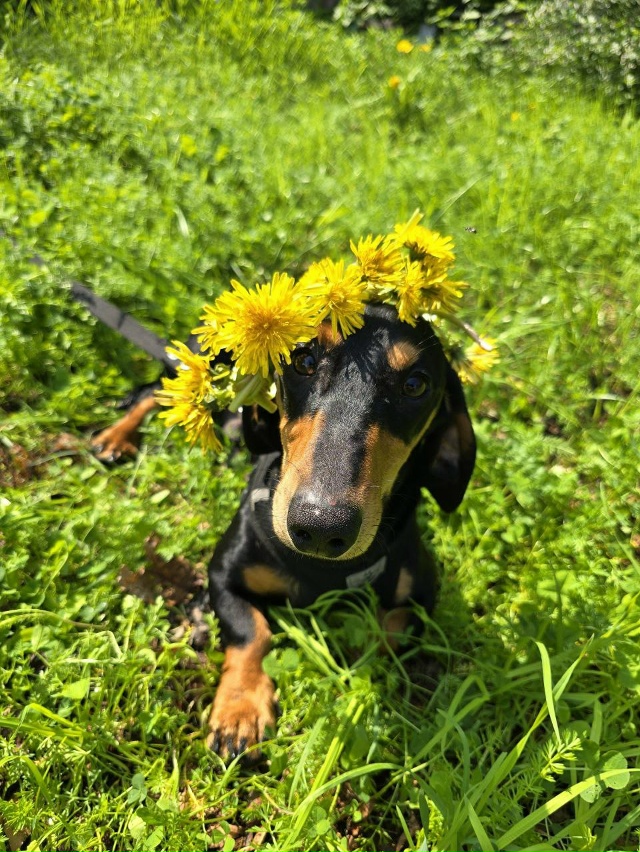 Пропала собака по кличке «Босс». В последний раз её вид...
