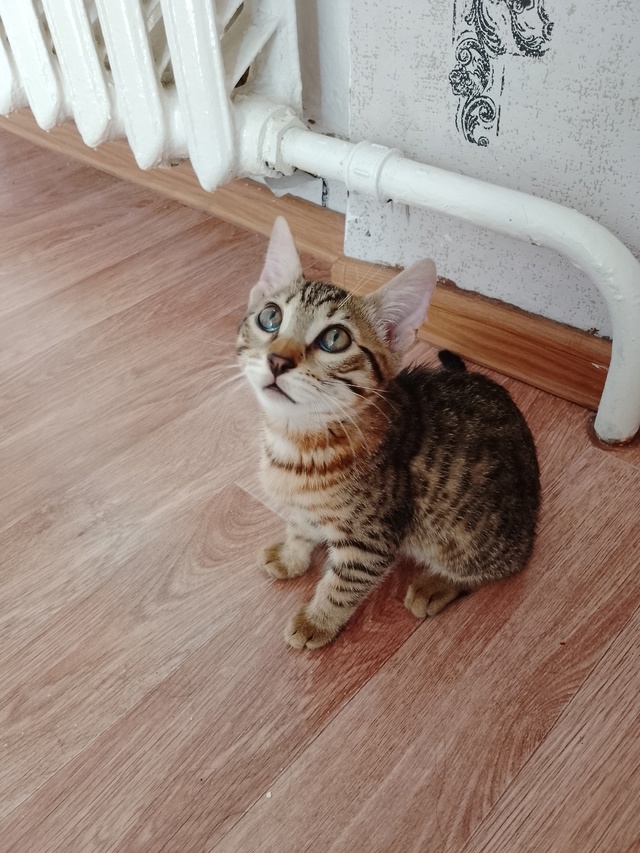 Потерялся котёнок, девочка. Была в зелёном ошейнике.