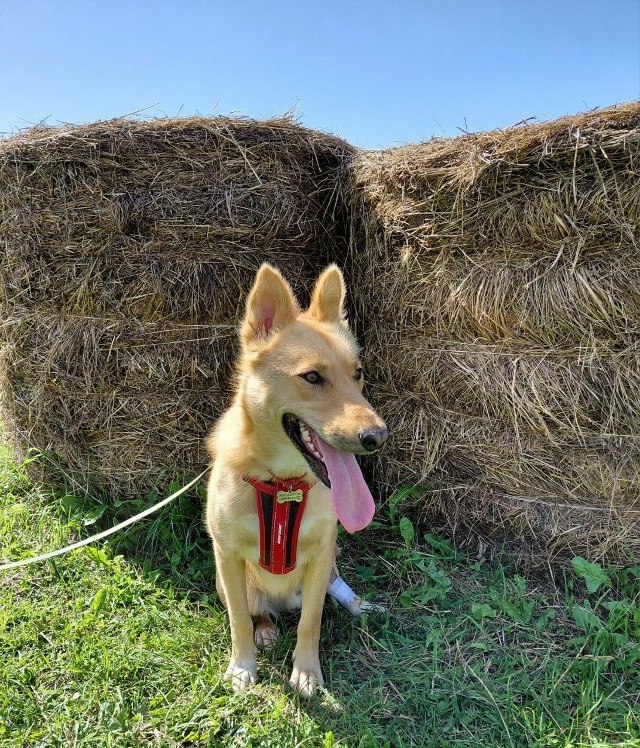 Знакомьтесь — Альф, солнечный пёс с большим сердцем в ?...