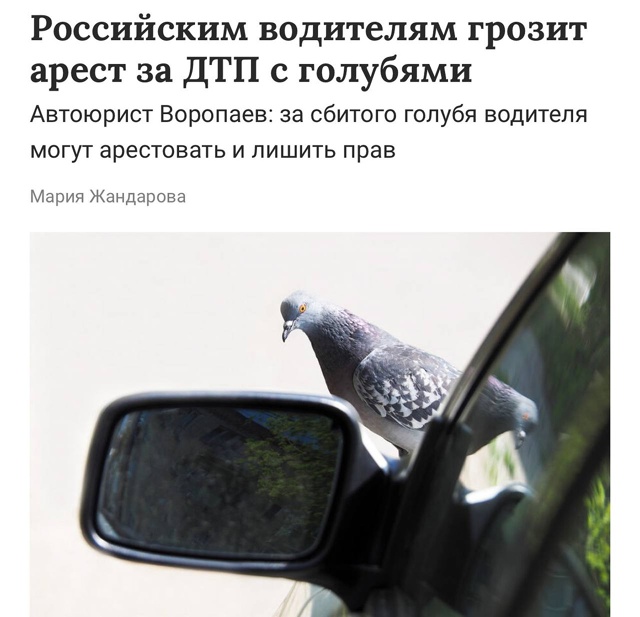 😮 Голубя сбил — прав лишился: водителям напомнили об ?...