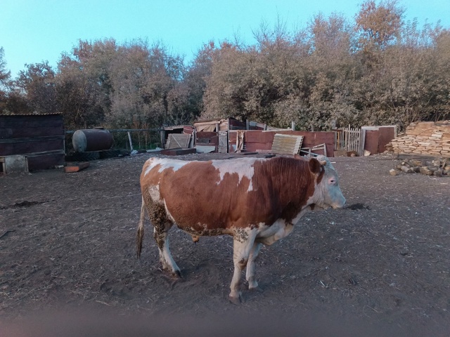 Анон. Продам быка возраст 1 год 4 месяца. Цену предлагай?...