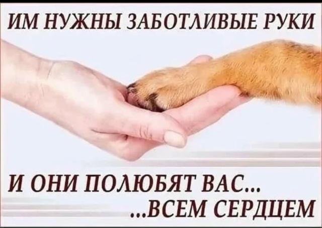 Вот такие звёздочки четверолапые Две сестрички Герда ...