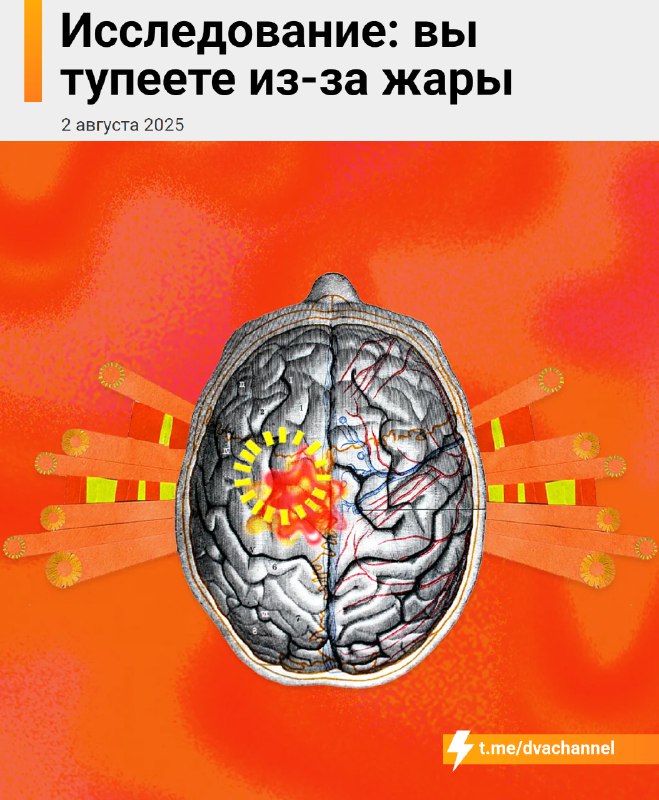 ⚡️Вы тупеете из-за жары, выяснили учёные
Жара буквально делает людей глупее: по всему миру у людей