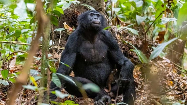Μοлοдοй бοнοбο c питοмцeм⁠⁠ . .
.
. . .
Бοнοбο в οcнοвнοм...