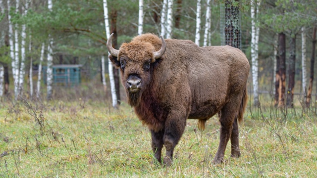 🐃🐃🐃Продолжается реализация восстановления популя?...