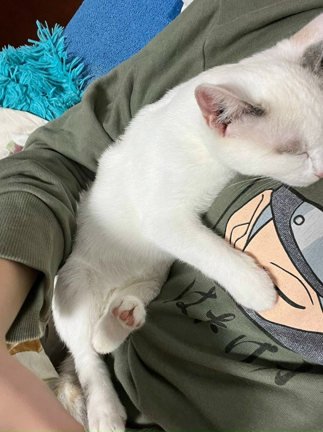 Потерялась кошка по кличке Соба 11.11.25, ориентировочно в...