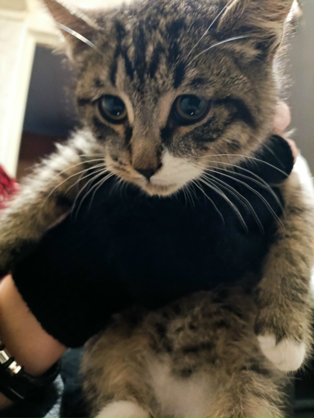 Найден кот
Возраст ±2 месяца, абсолютно ручной, ласковы...