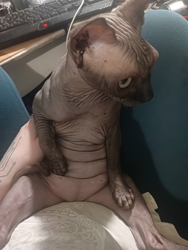 Всратые дети: Хром и Лапочка. Если Хром свой интеллект ?...