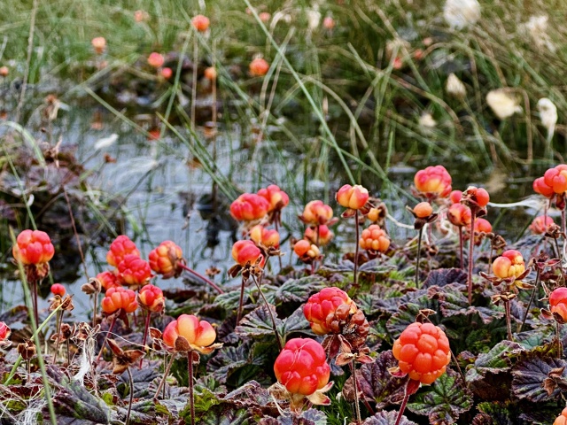 Фото: Ирина Коваль