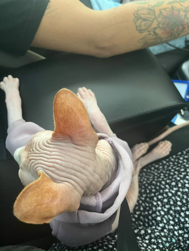 Самый всратый Лютик 🤨