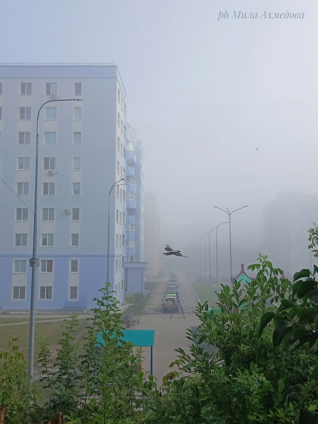 Утро туманное...🌫Всем хорошего дня и отличного настро?...