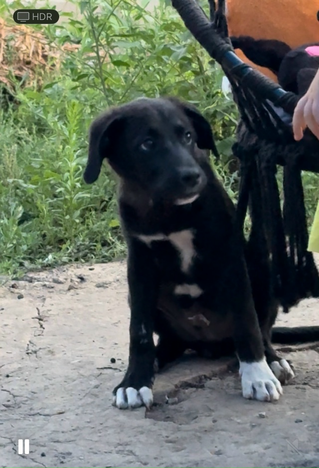 Пропала собака в районе двадцатка
ул. Коммунистическ?...