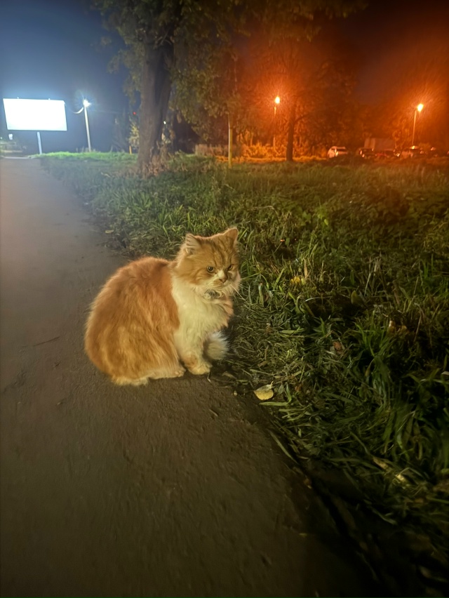 ⚡ Найден кот на улице Кирова
Критично близко ходил по...