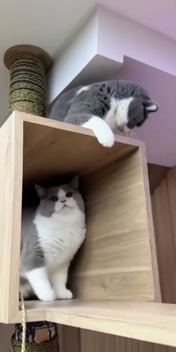 - Куда пошел? Ты наказан, дома сиди! ?