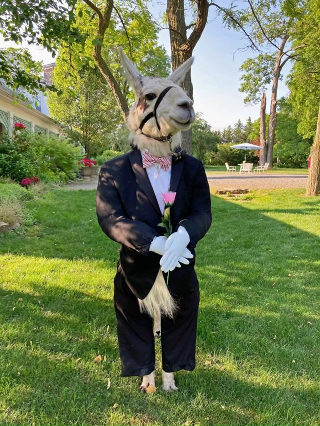 У этой пары на свадьбе в роли шафера выступила… их соб?...