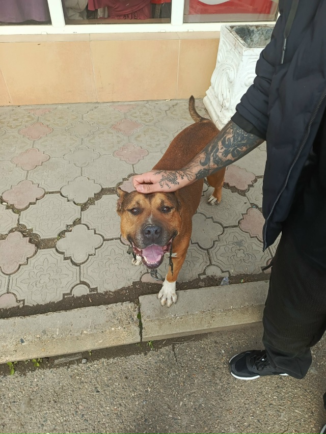 добрый день. чей пёсик гуляет на каротажке (апельсин). х...