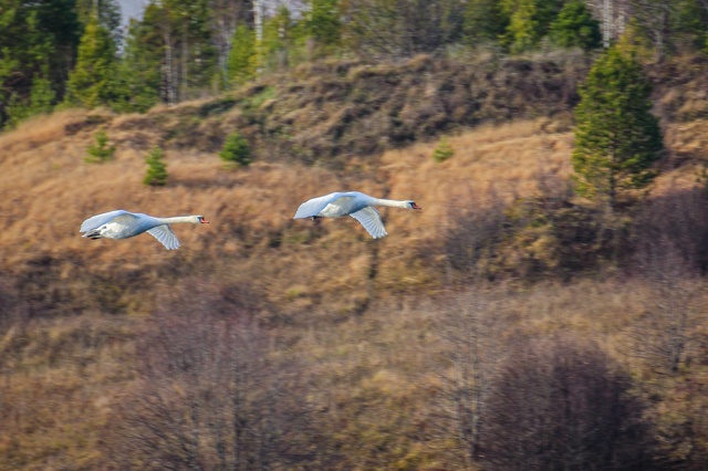 Завораживающая красота лебединого полёта.