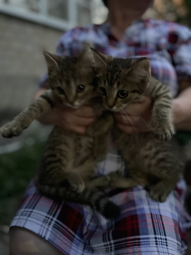 Котята срочно ищут дом! Два мальчика и девочка, котят п?...