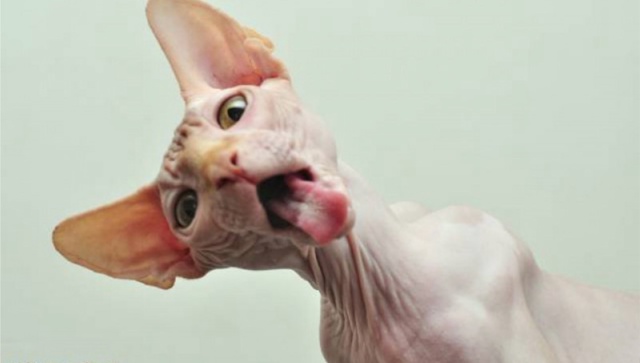 График глистогонки кошек зависит от образа жизни и тип...