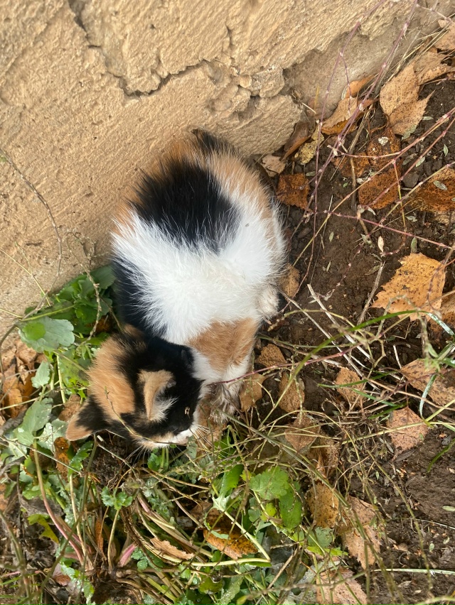 Забери себе (с ошейником
Прижался к дому (Кошевого 30