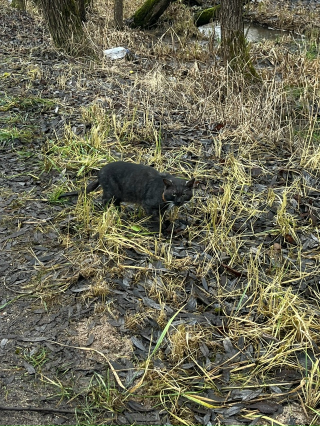 Гуляет кот в ошейники по Бородинской улицы около Никол...