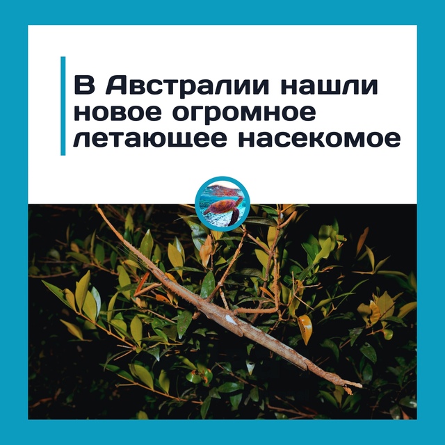 В Австралии обнаружили гигантское летающее насекомое
...
