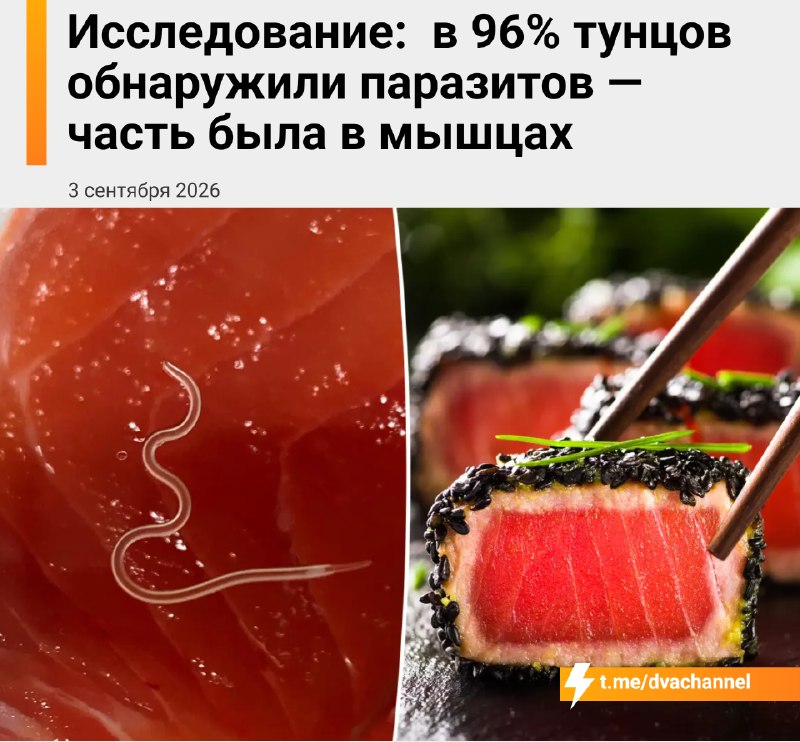 Учёные нашли паразитов почти во всех исследованных тунцах: бразильские исследователи проверили 53 по