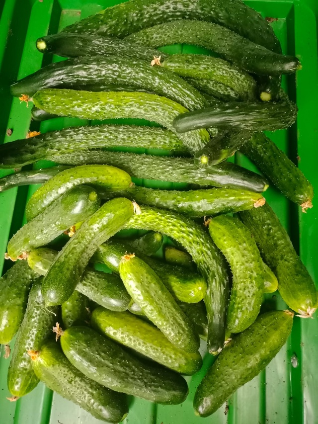 Продам вкусные ароматные не горькие огурцы со своего о...