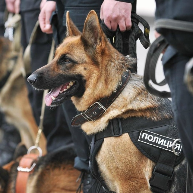 Путин подписал указ, позволяющий силовикам приобретат...