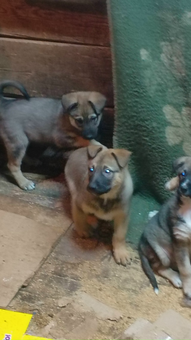 В добрые руки. Мать лайка, отец волкособ. 89041630166.