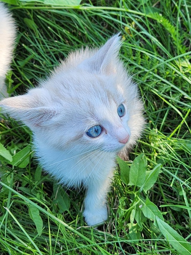 ❗Внимание, любители котиков! 🐱
🎉У нас в семье появил...