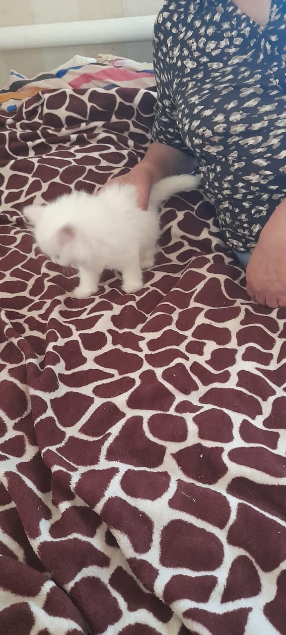 Одам 5 котят. 2 обычные, серый и черный мальчики 2.5мес. И 3...