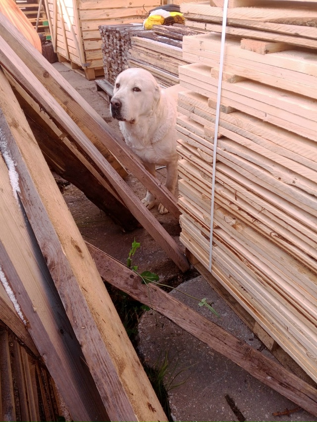 На Базу Московское шоссе 18 пришла собака - девочка, мож?...