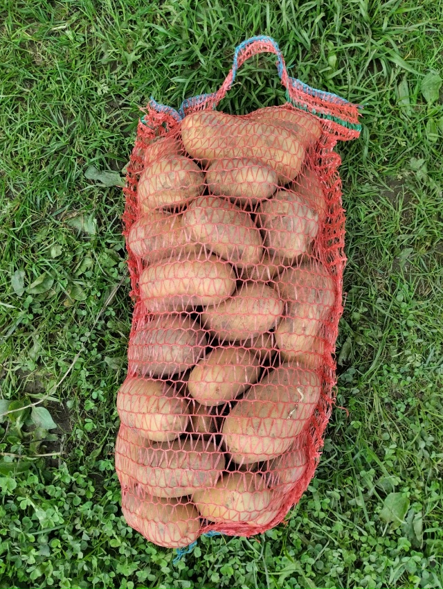 Продам излишки картофеля сорт 