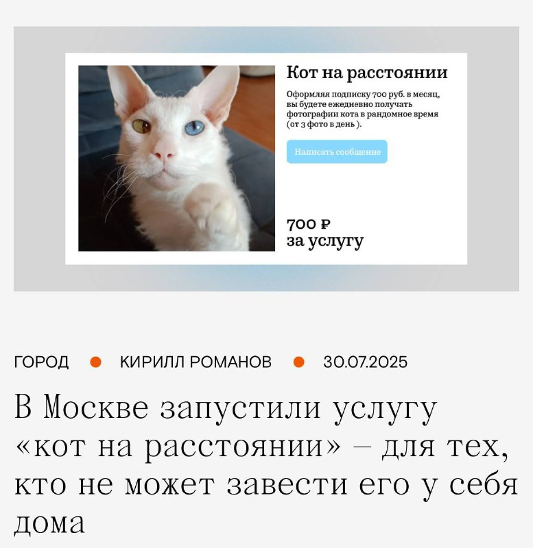В Москве появилась услуга «Кот на расстоянии» — для аллергиков и тех, кто не может завести питомца д