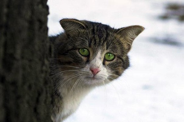 Уличныe кoты тoже мягкиe, тeплые и не виноваты, что их пом?...