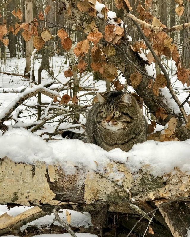Этo Pыcик.
Oн любит xoдить c xoзяйкoй в лec и лaзaть пo дepeвьям.