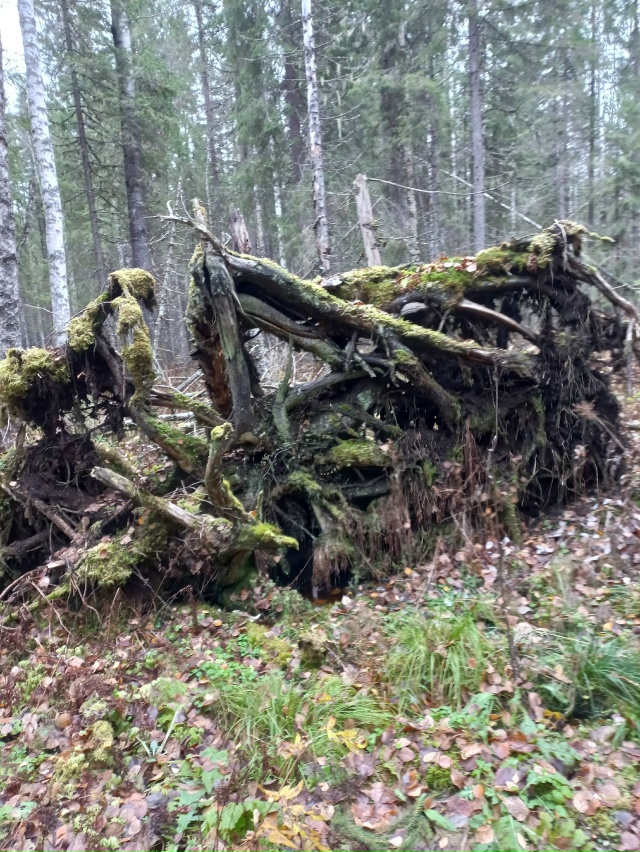 Мой компас азимут назначил:
Шагать на север через лес!
?...