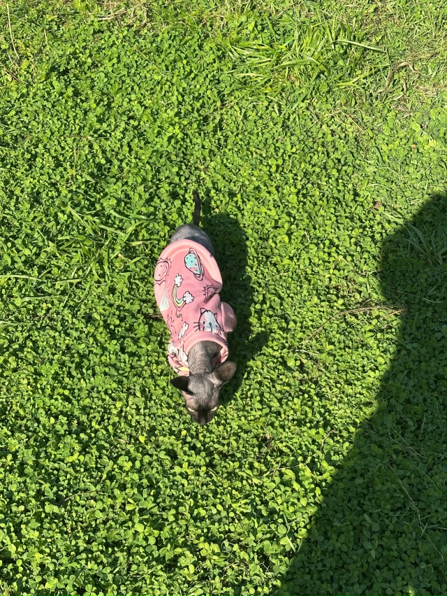 Лысая кошка на прогулке