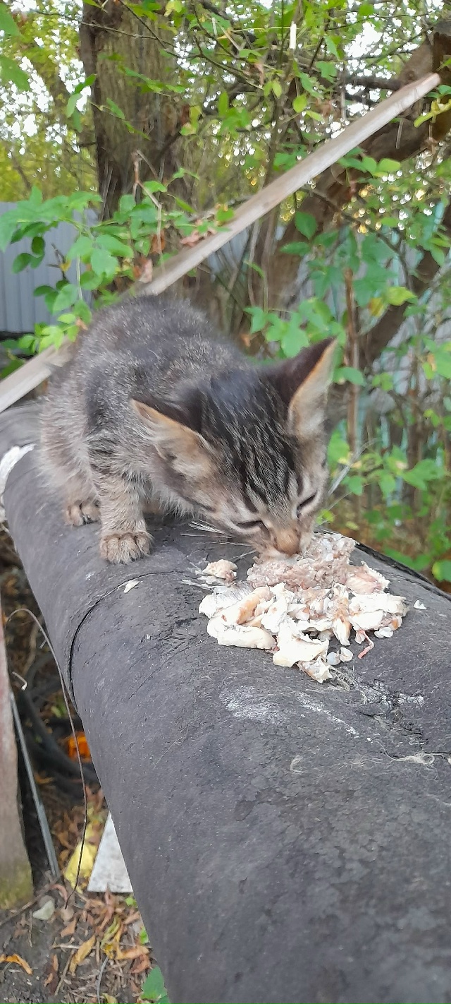 Друзья, подскажите, кто забрал этого котеночка за детс?...