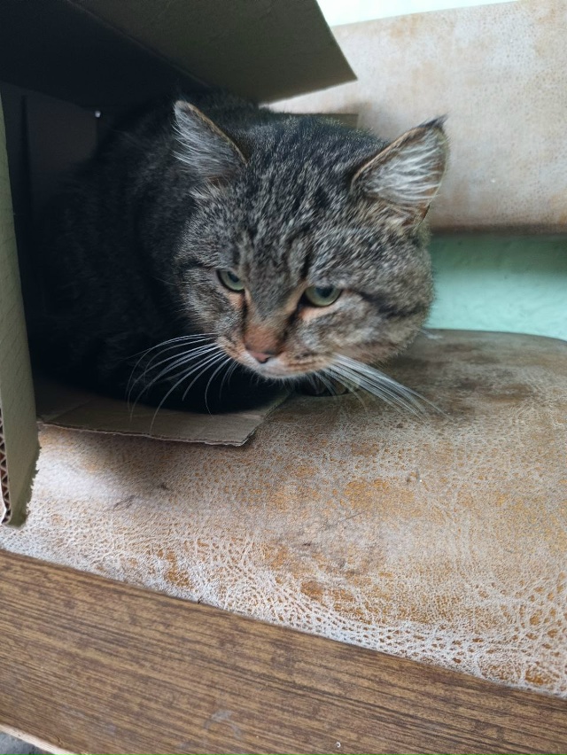 Тухвата Янаби, в подъезде Сидит котик, крупный, по виду ...