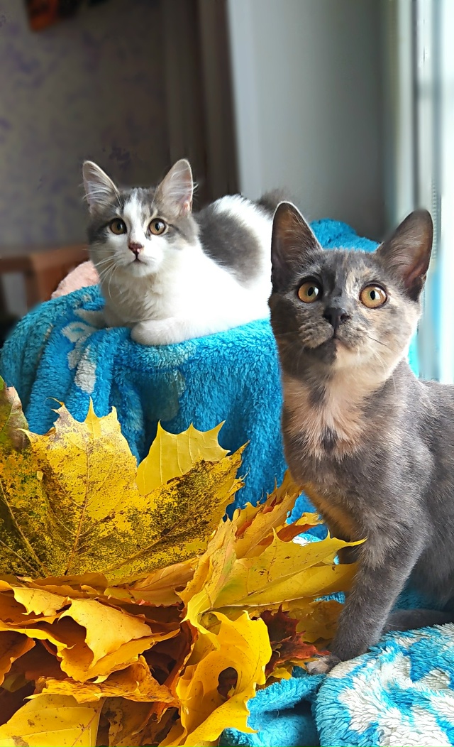 Здравствуйте! Эти два малыша были спасены из холодного...