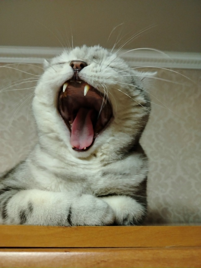 Подборка зевающих хвостиков 🥱🐈‍⬛🐈