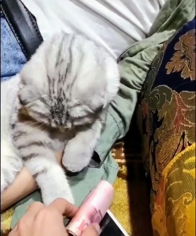 Котейка знает,куда надо залезть