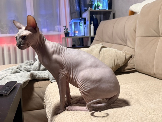 Добрый вечер, опубликуйте пожалуйста 🙏🏻
Нашли котик...