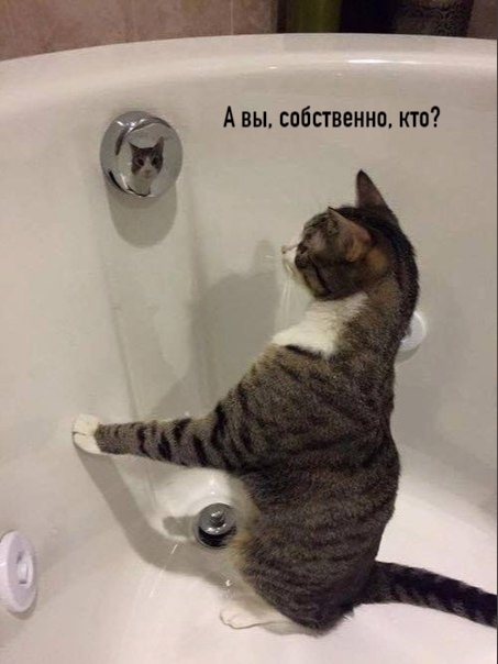 Мой кот в удивлении😂