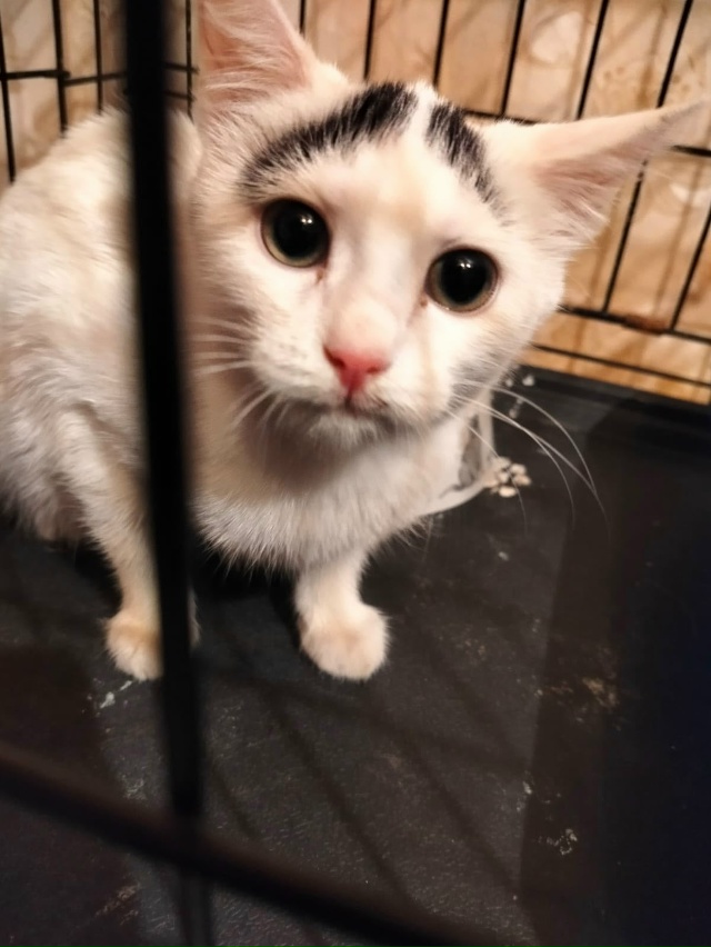 Лен., обл., г.Кировск
Малыш Беляш ищет дом, был найден в п...