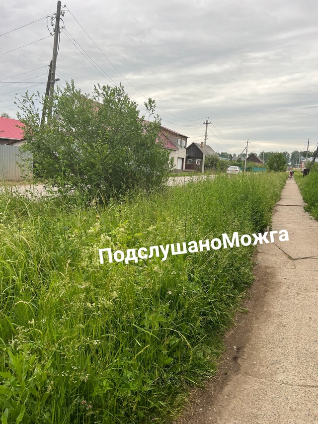В этом году какая-то беда, все зарастает, не косят там, г...