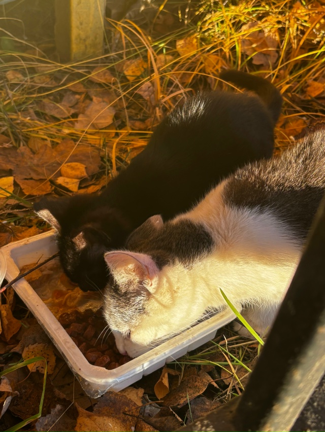😔 Пропадают котята
Подкинули или вышли сами из садов,...