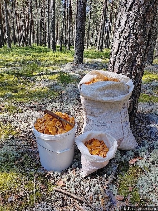 Лисичковое безумие в псковских лесах 🤪
Грибы собира?...